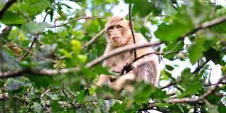 Les primates de retour aux alentours de la forêt de Kounounkan